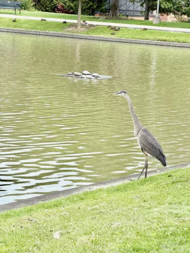Looking for a snack